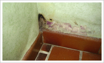 niosh_dampness_mold